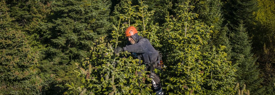 Person mit Helm sitzt oben in einer Tanne